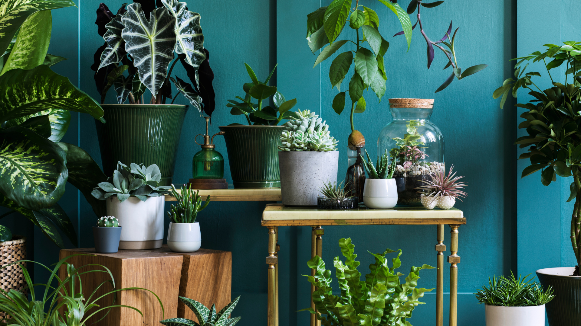 A collection of indoor plants in various pots and planters arranged on wooden stands against a deep teal wall.
