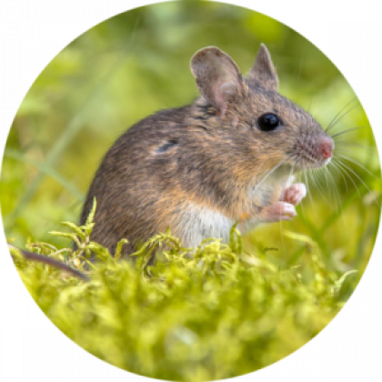 Mouse Removal Services in Salisbury, Newburyport, Amesbury, & surrounding towns in Massachusetts & New Hampshire
