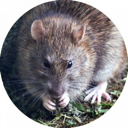 Rats Removal Services in Salisbury, Newburyport, Amesbury, & surrounding towns in Massachusetts & New Hampshire