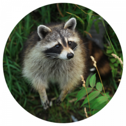 Racoon Removal Services in Salisbury, MA