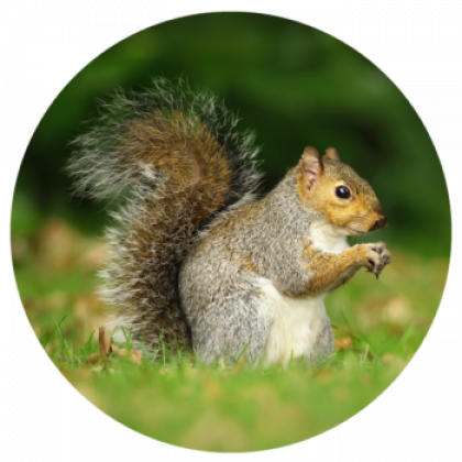 Squirrel Removal Services in Salisbury, Newburyport, Amesbury, & surrounding towns in Massachusetts & New Hampshire