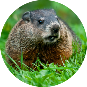 Groundhog removal store