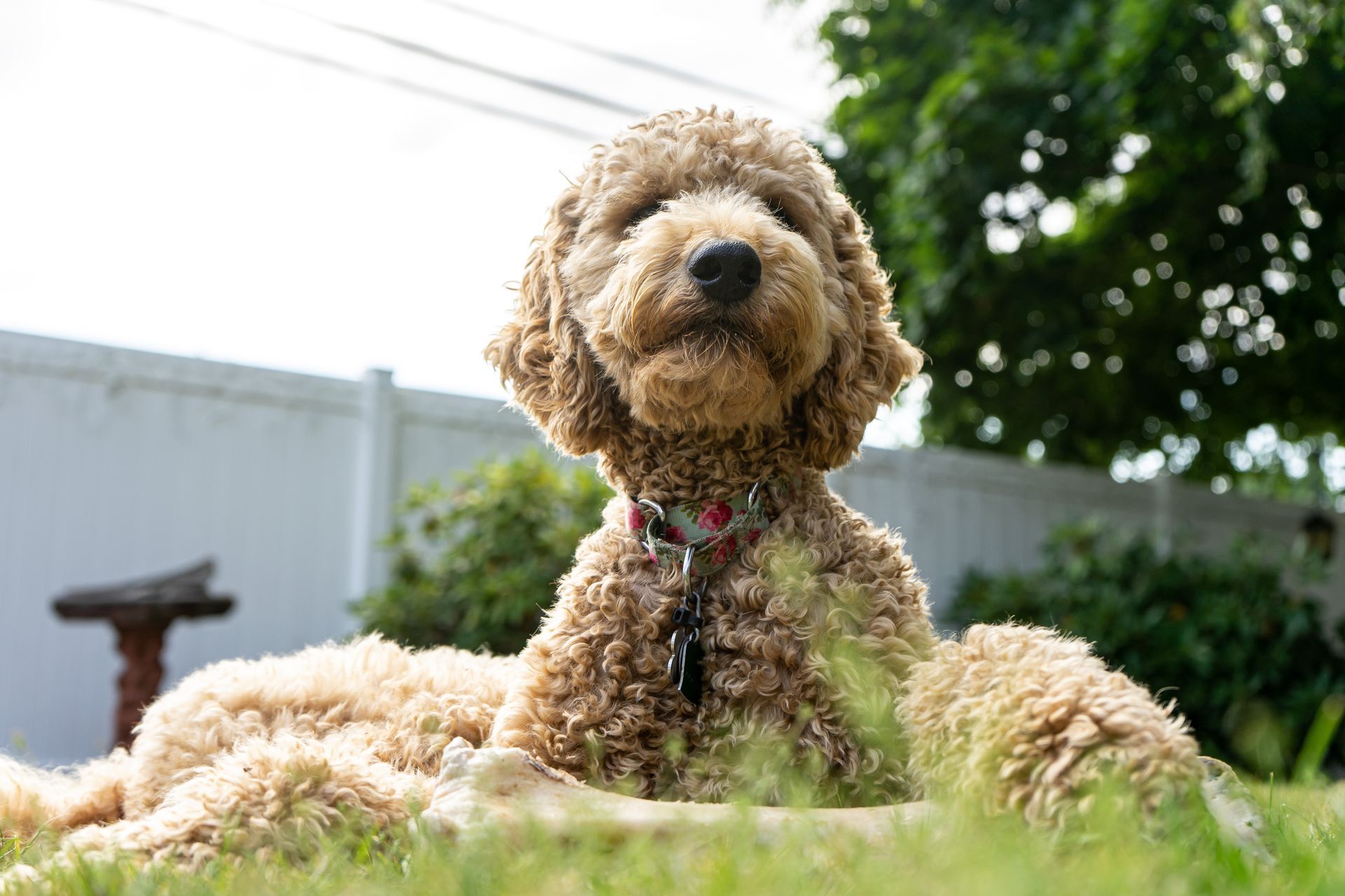 Golden Doodle, laying on grass