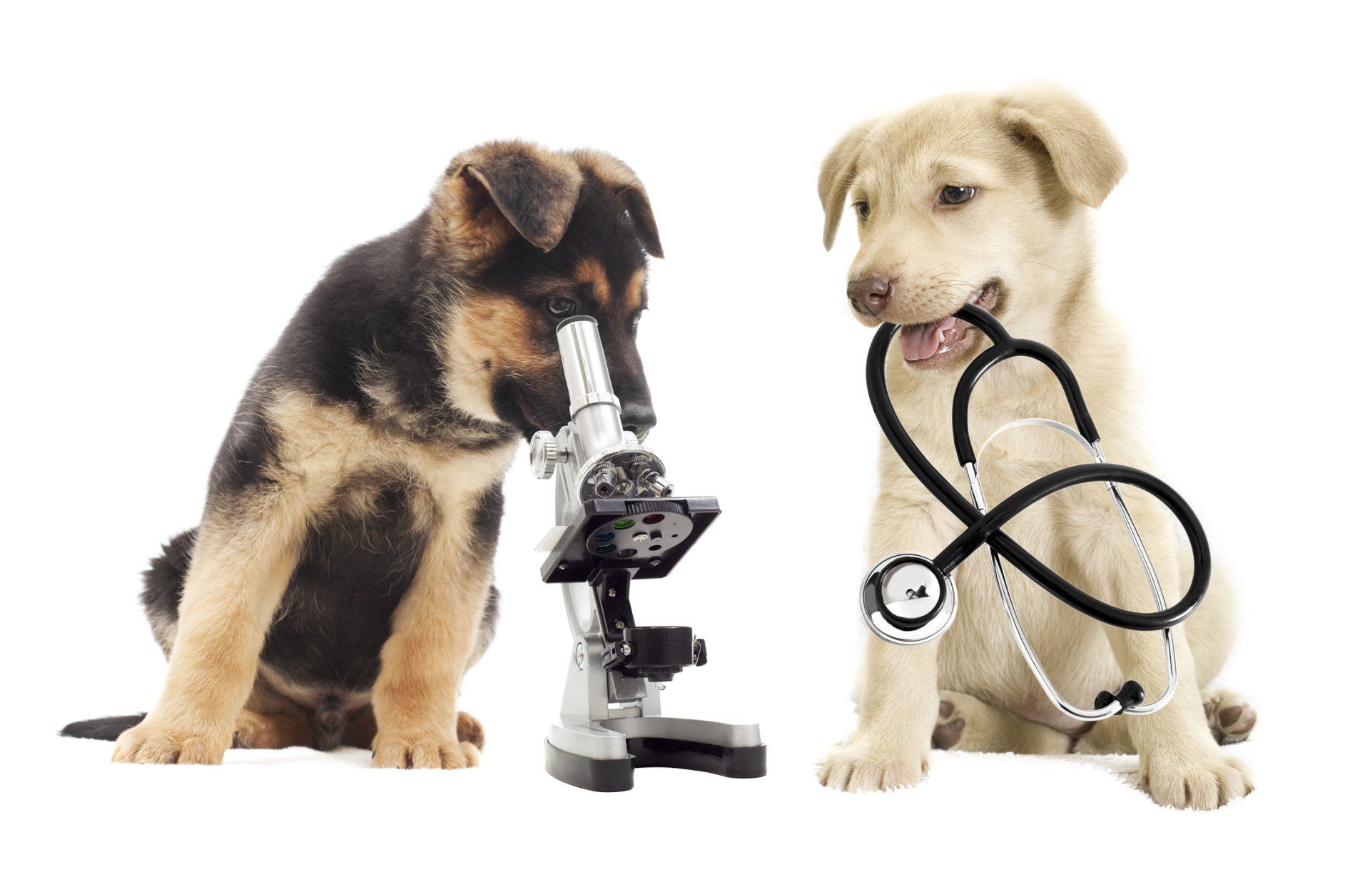 Two puppies, one looking into a microscope, the other holding a stethoscope. White background.