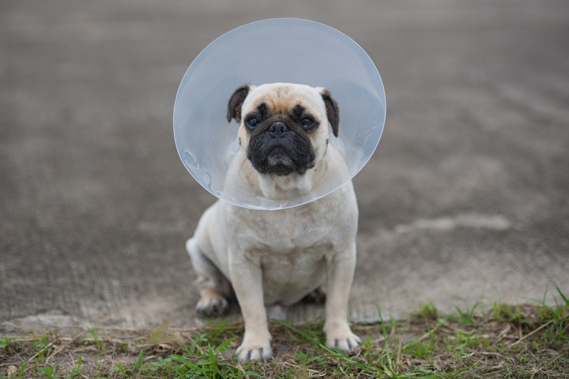 Pug wearing a clear plastic cone collar, sitting on concrete near grass.