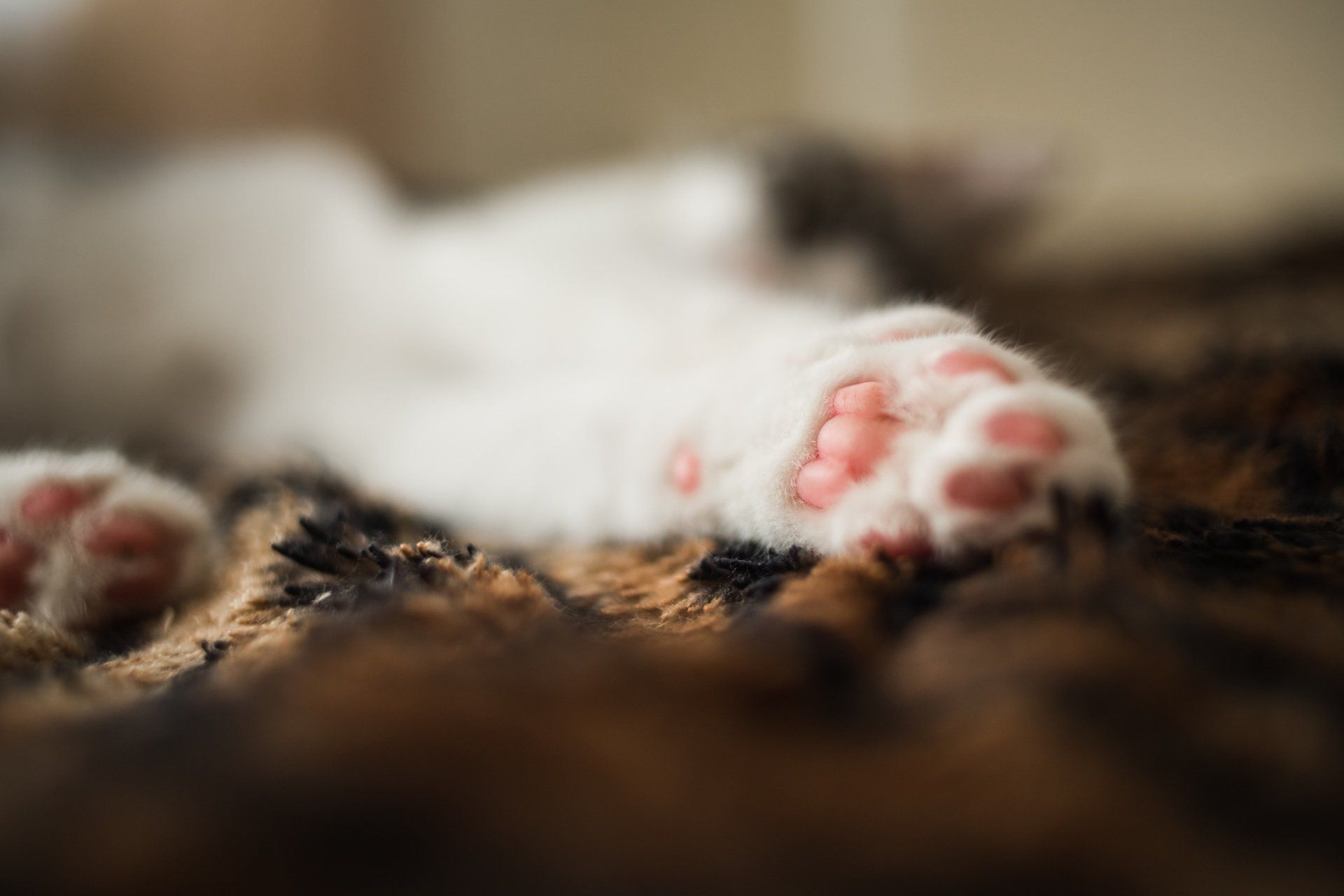 Close-up of a cat's pink paw pads on a brown, furry blanket; a blurred cat body is in the background.