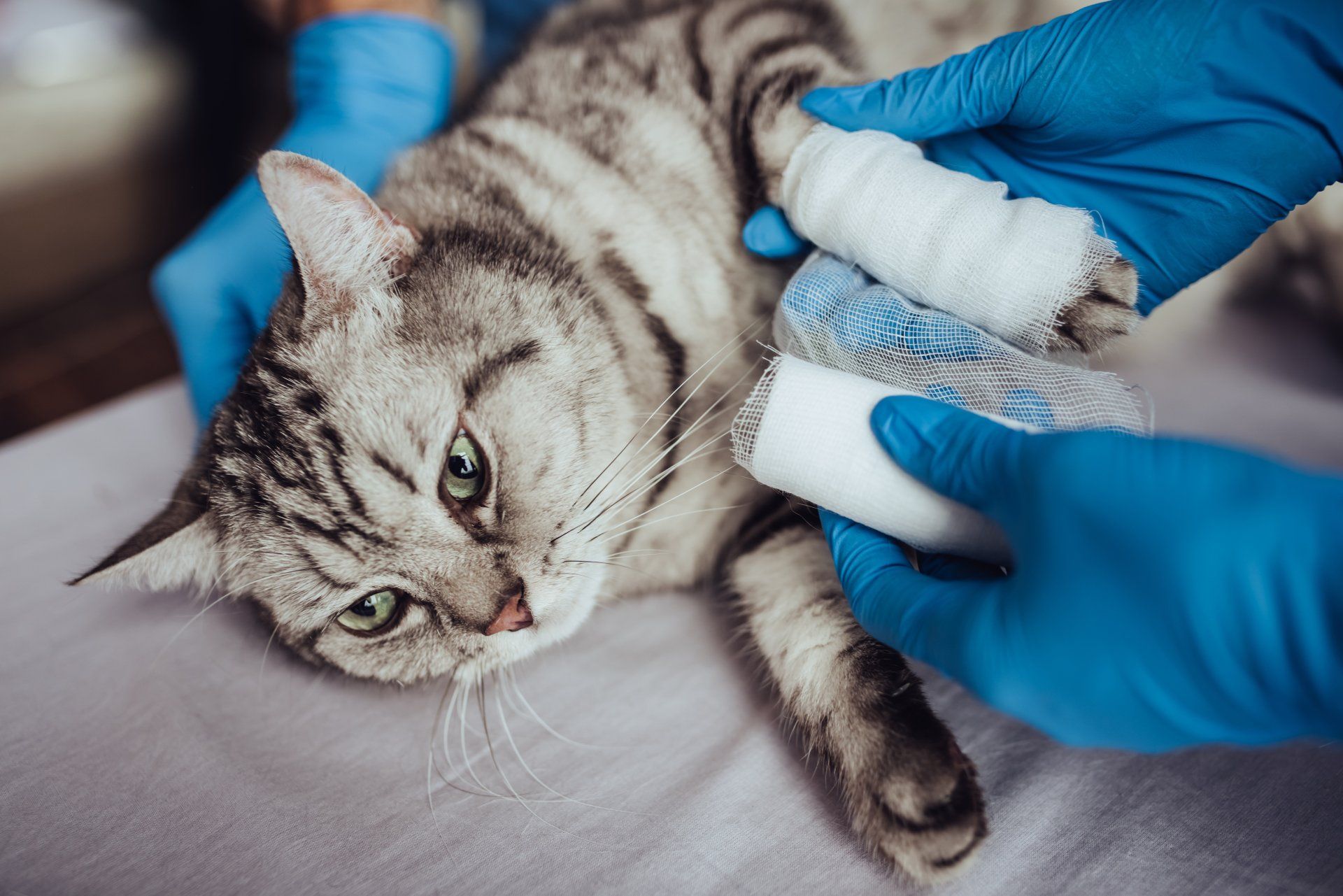 A veterinarian bandages a gray tabby cat's injured paws; blue gloves are visible.
