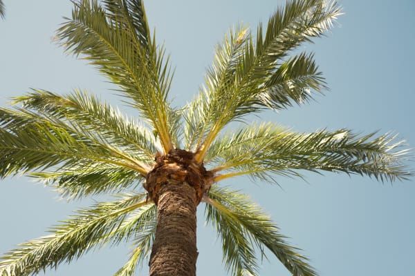 Looking up at a palm tree against a blue sky