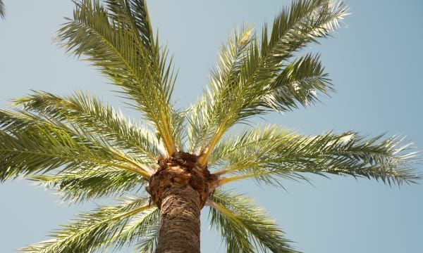 Looking up at a palm tree against a blue sky