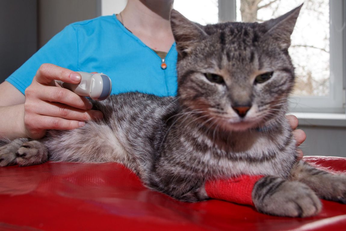 visita veterinaria per un gatto