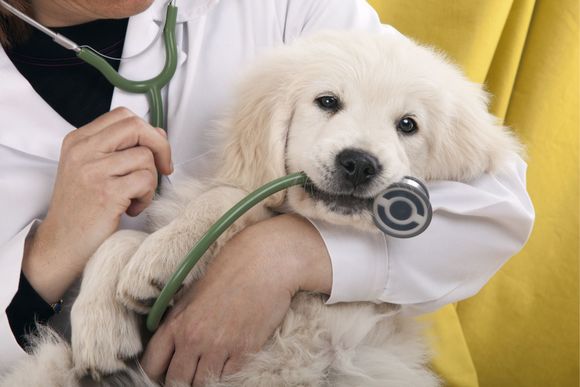 cane con stetoscopio in bocca