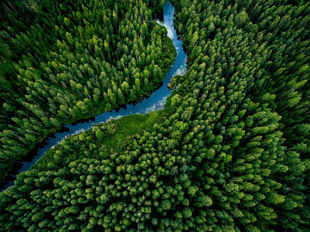 Aerial view of a river winding through a dense green forest.