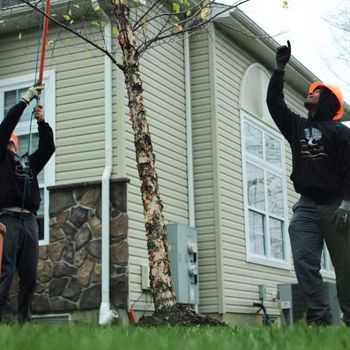 Tree Service