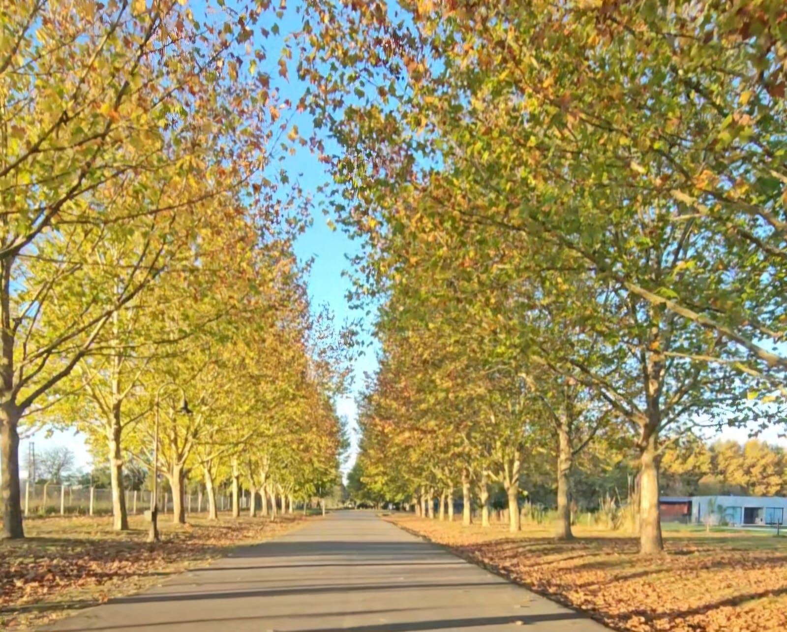 Camino arbolado en otoño con hojas doradas y un cielo azul claro.