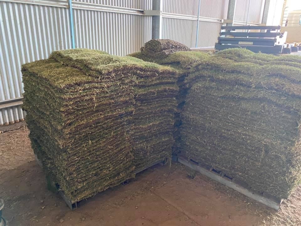 Stacks of sod on pallets inside a building. — Placid Hills Turf in Withcott, QLD