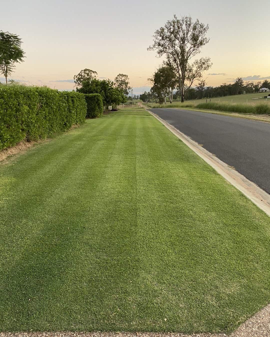 Lush Green Lawn With Freshly Cut Stripes Alongside a Road — Placid Hills Turf in Gatton, QLD