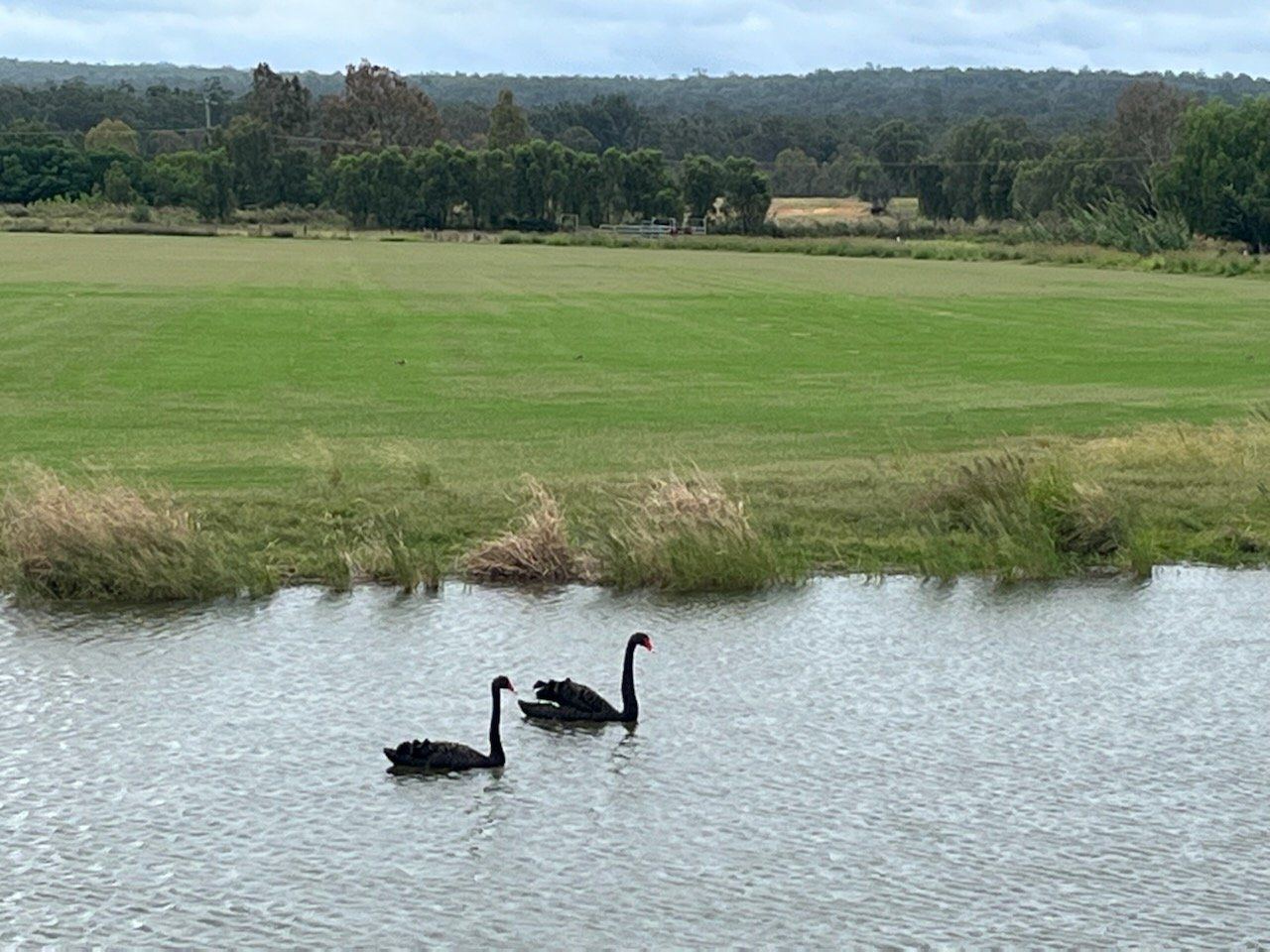 Two Black Swans Swim on Water, in Front of a Green Field and a Line of Trees — Placid Hills Turf in Helidon, QLD