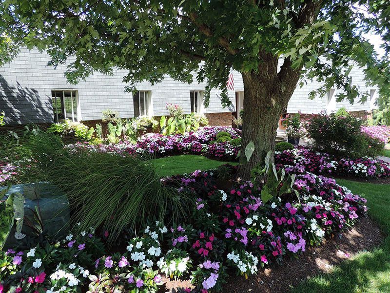 A garden with purple and white flowers and a tree in the background