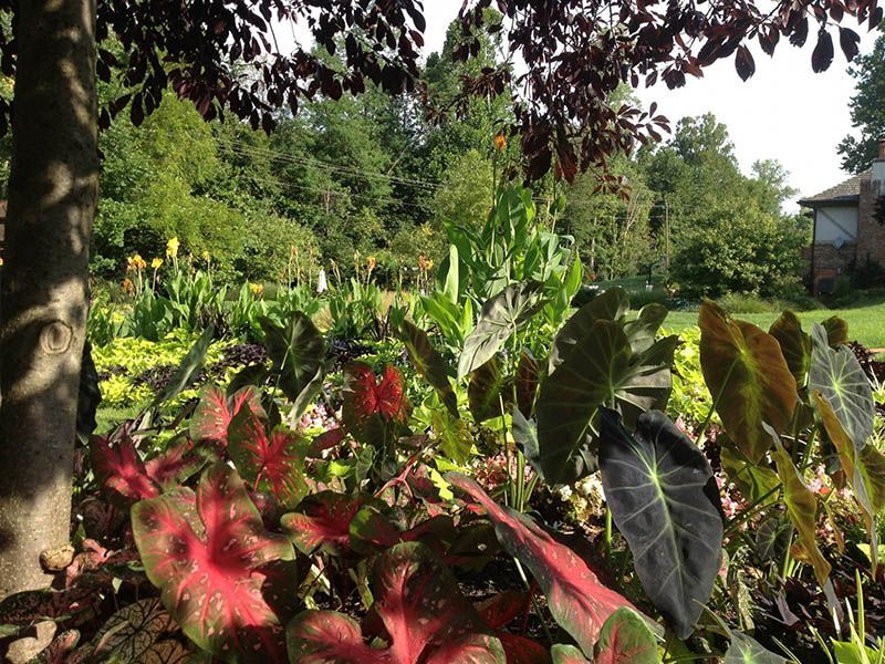 A garden filled with lots of plants and trees