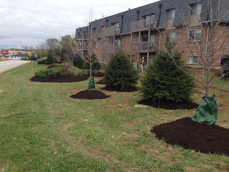 A row of trees in a garden in front of a building.