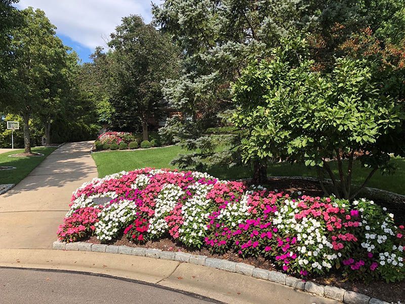 A row of pink and white flowers on the side of a road