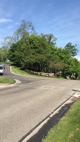 A road with a lot of trees on the side of it
