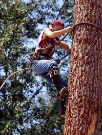 Guy Cutting a Tree While Hanging on It — Williamsburg, VA — Top Notch Tree Service