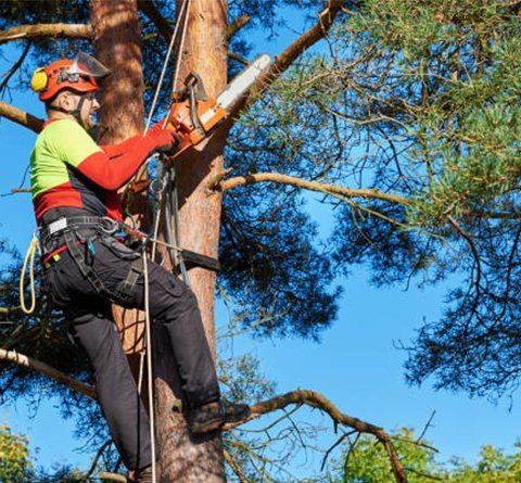Lumberjack with Saw and Harness Climbing a Tree — Williamsburg, VA — Top Notch Tree Service