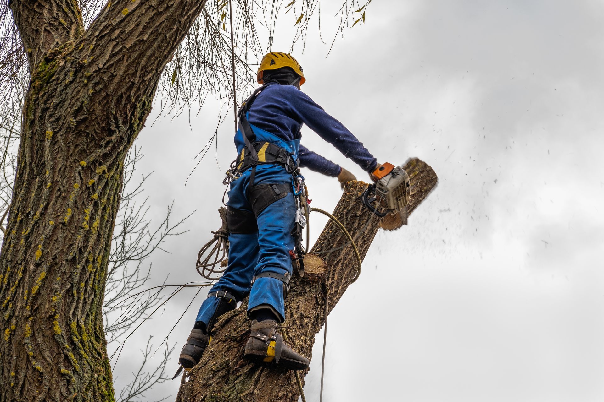 Arborist in blue gear and yellow helmet climbing a tree trunk with a chainsaw against a cloudy sky