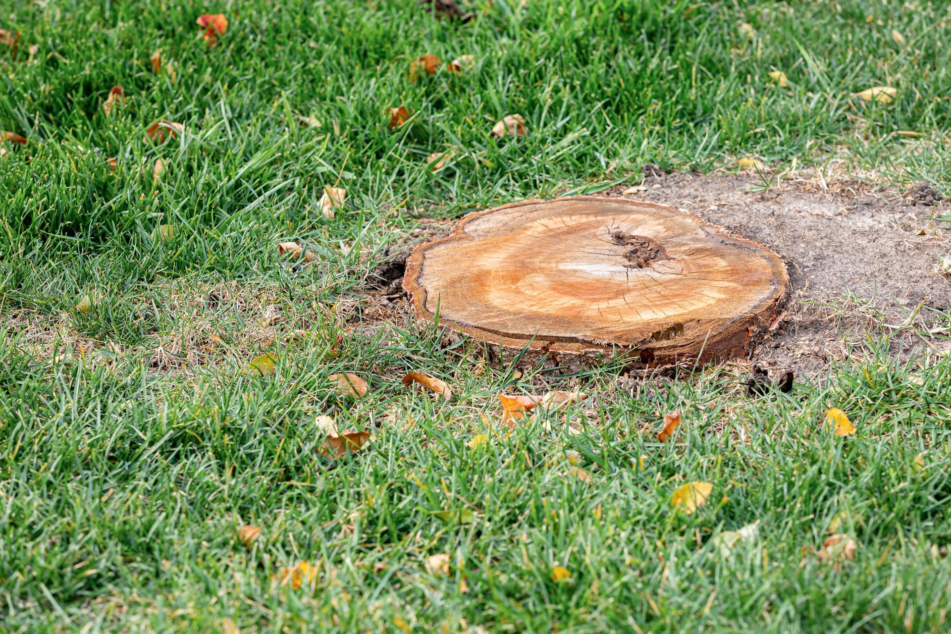 Freshly cut tree stump in a grassy yard with wood chips around it