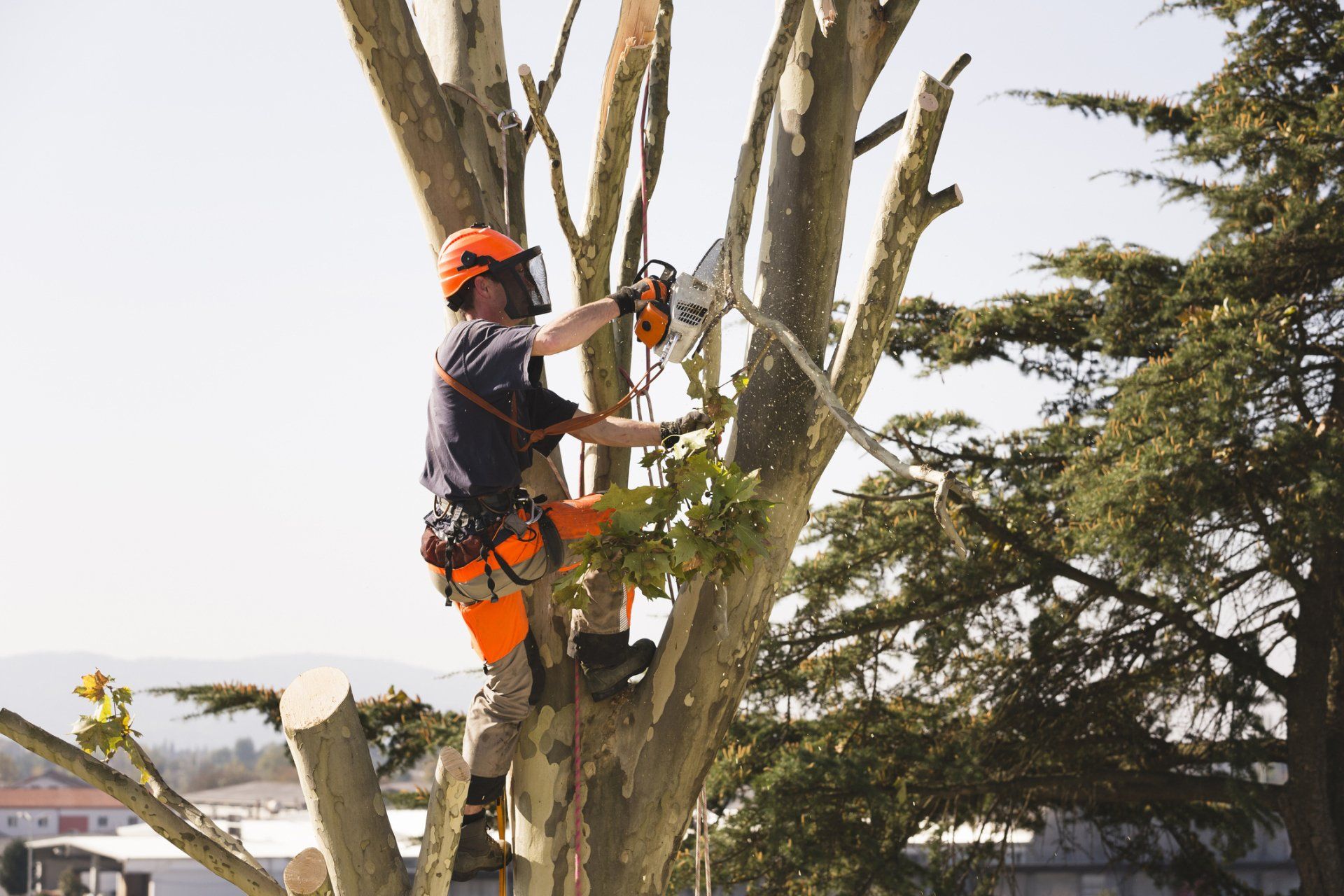 Trimming Green Bush — Williamsburg, VA — Top Notch Tree Service