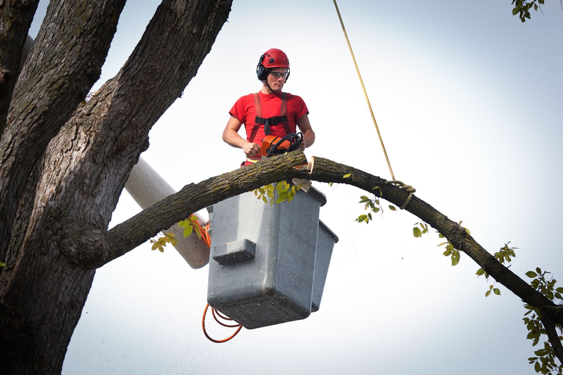 Tree trimming worker in safety gear using bucket lift for branch removal.