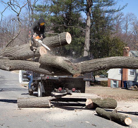 Cutting Uprooted Tree Blocking the Road — Williamsburg, VA — Top Notch Tree Service