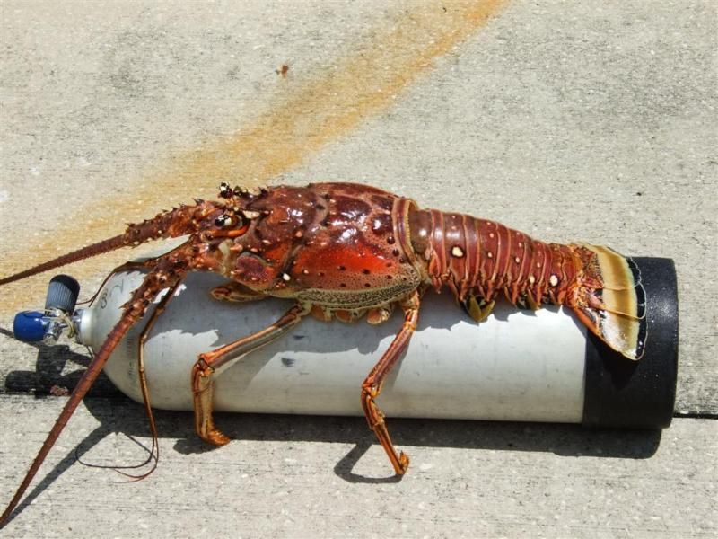 A large lobster is laying on top of a scuba tank