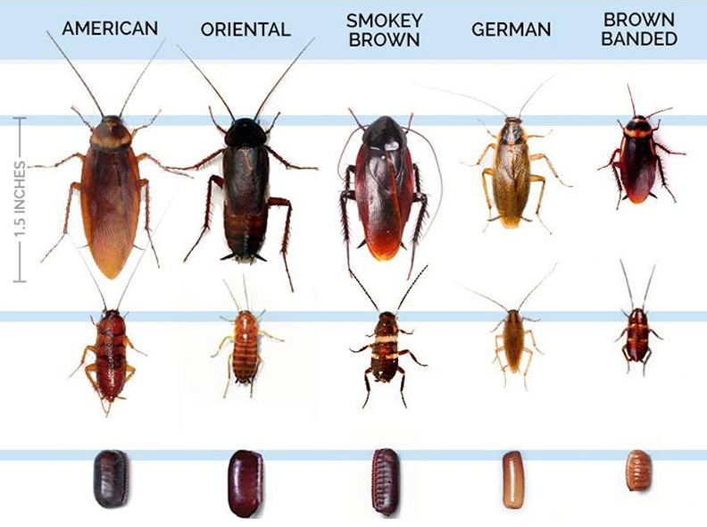 A poster showing different types of cockroaches including american oriental smokey brown and brown banded