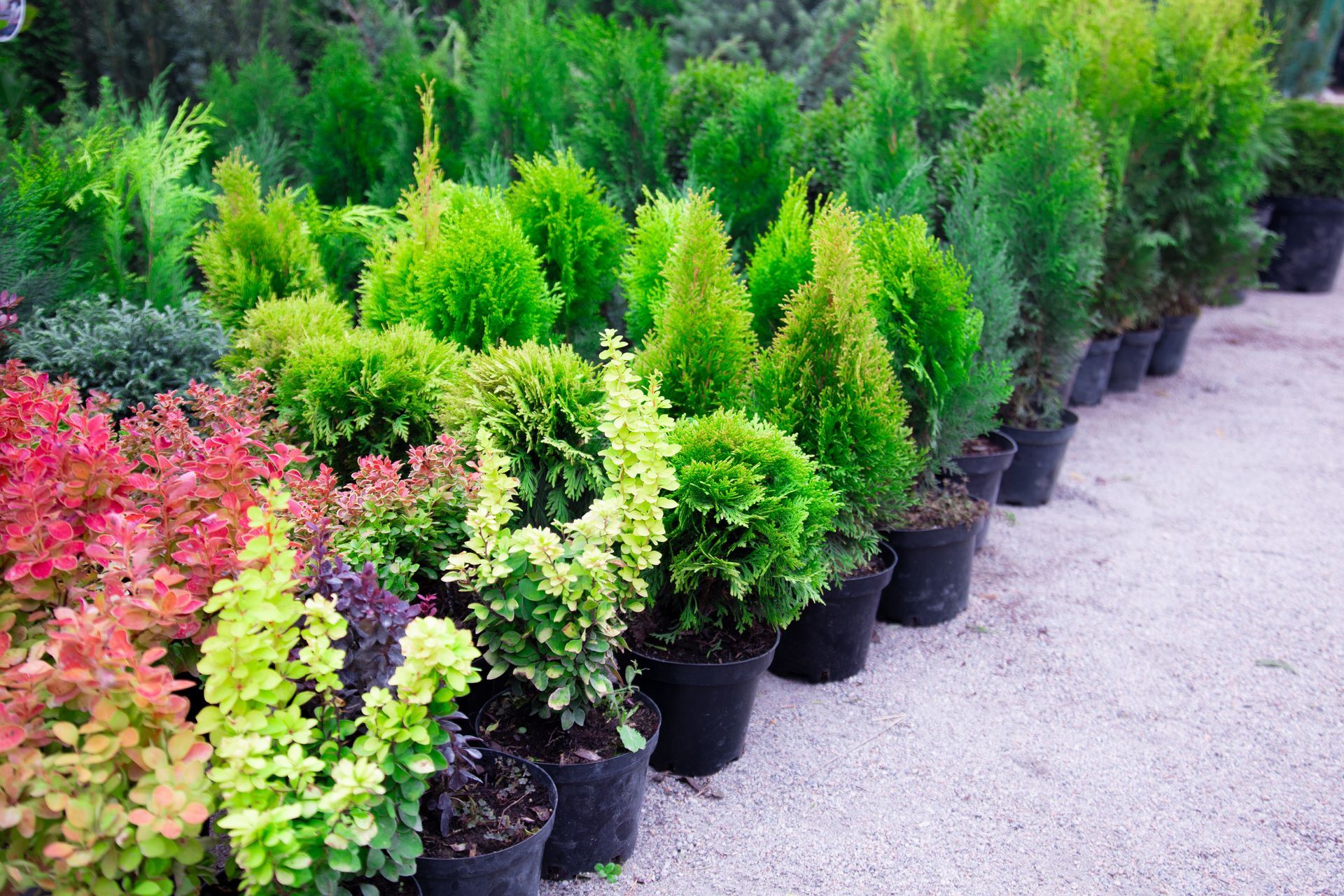 Rows of potted shrubs and small trees in a nursery, with green, yellow, and pink foliage.