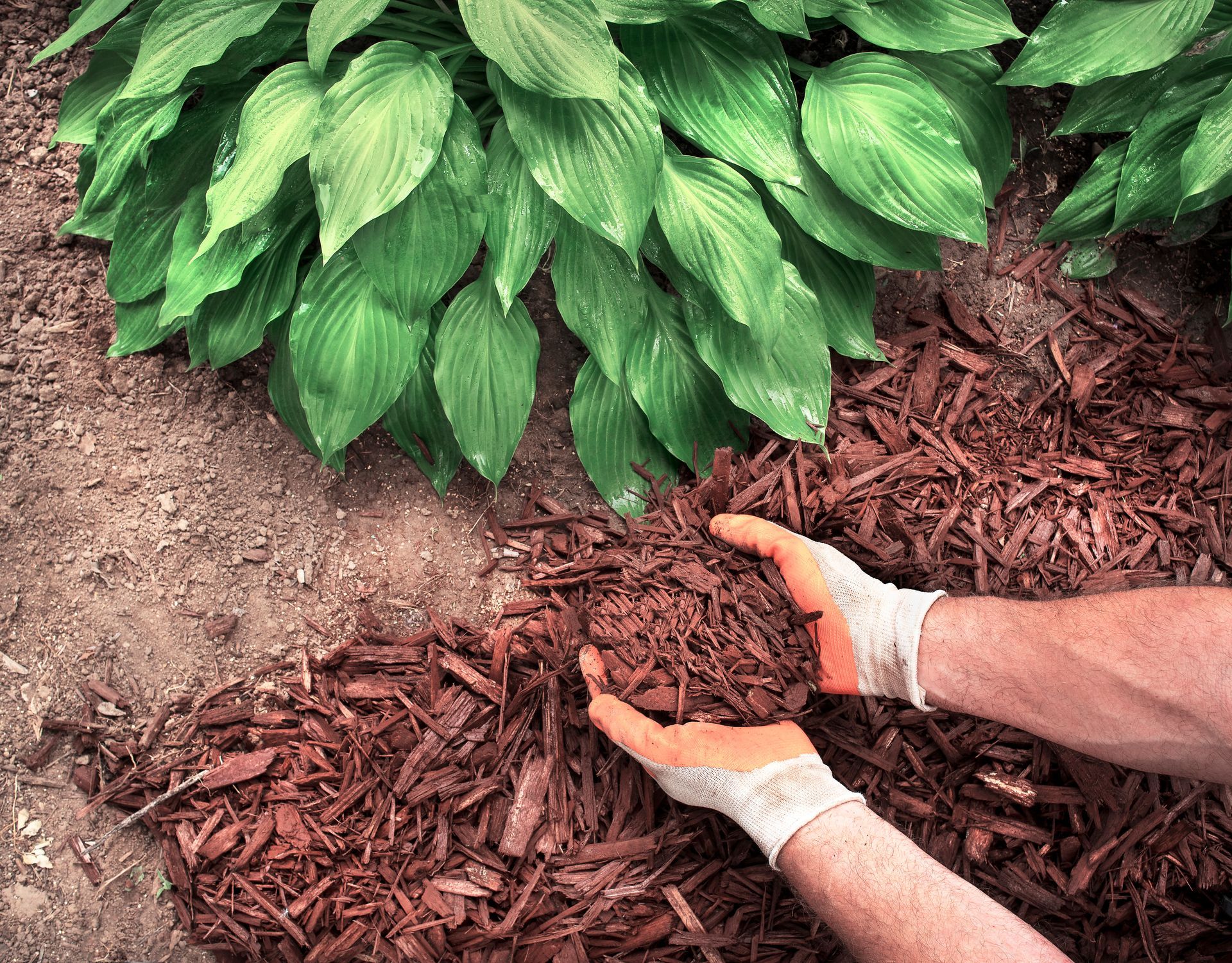 Gloved hands spreading brown mulch around a lush green hosta in a garden bed