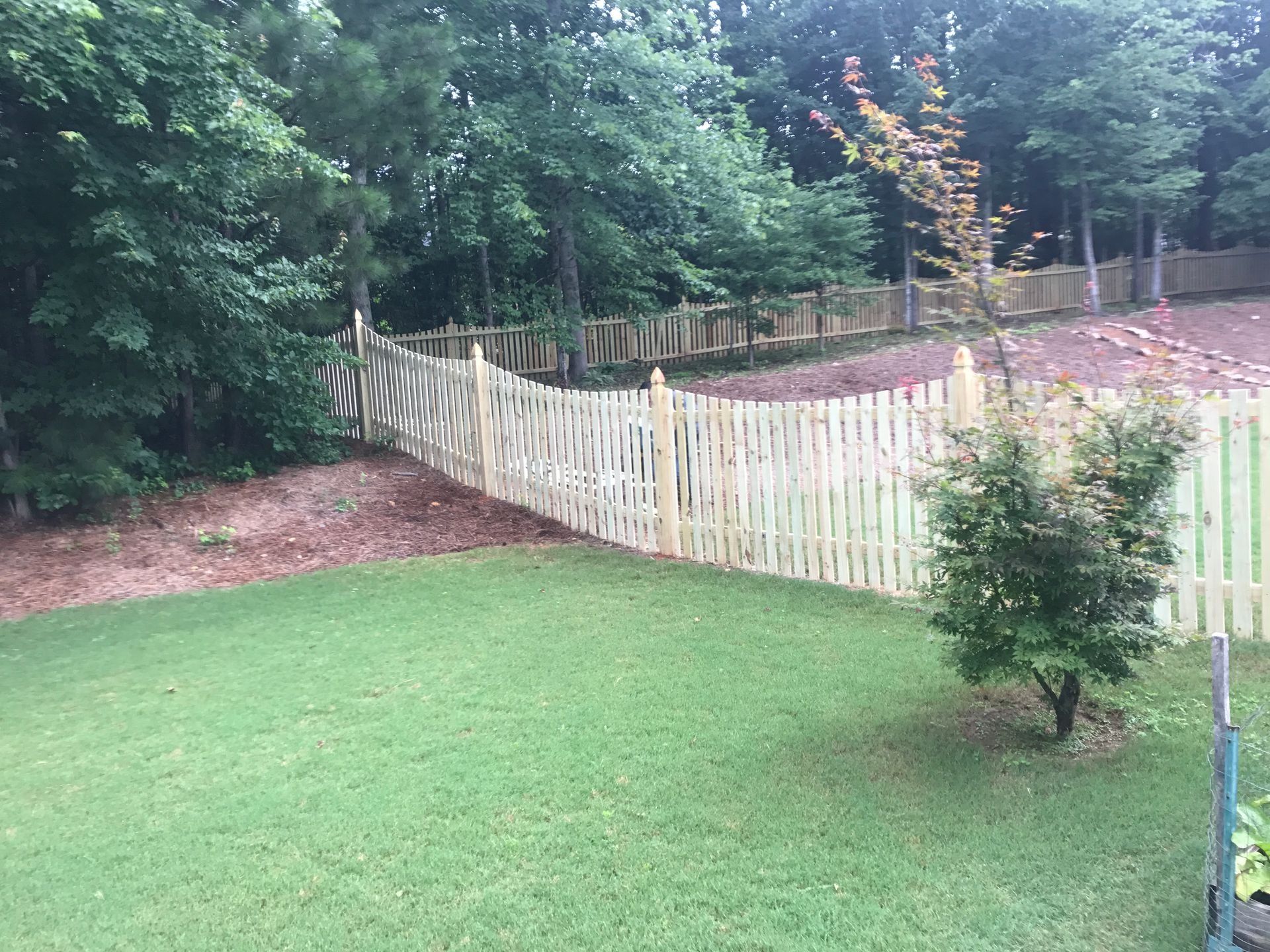 Grassy backyard with a curved white picket fence, trees, and a small shrub in the foreground
