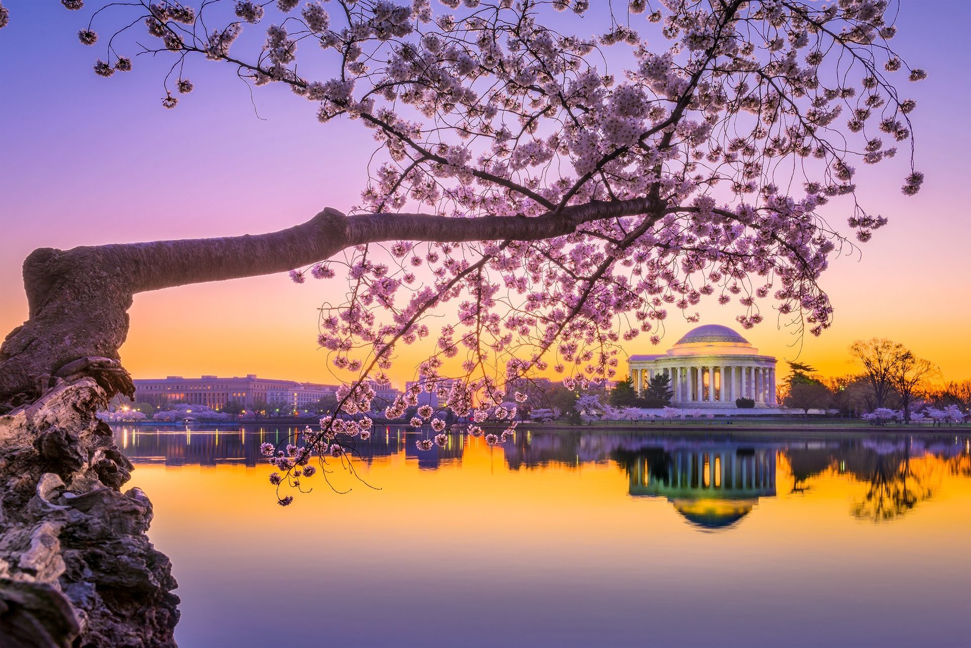 a cherry blossom tree is hanging over a body of water .