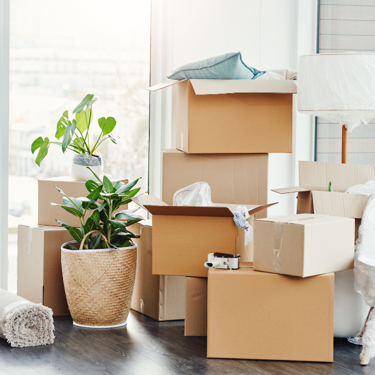 Boxes stacked for a move inside a bright room with plants.