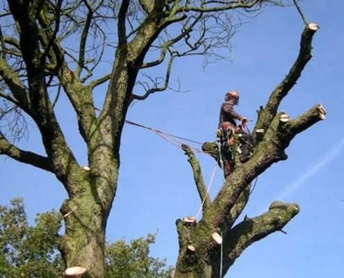 Tree service near me