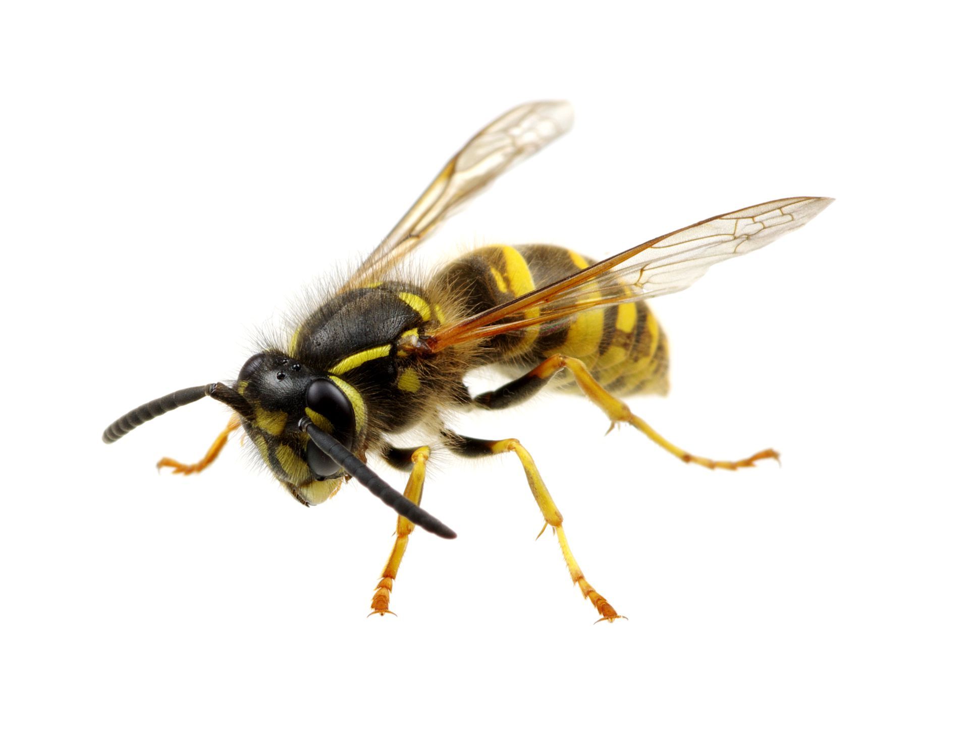 Wasps
