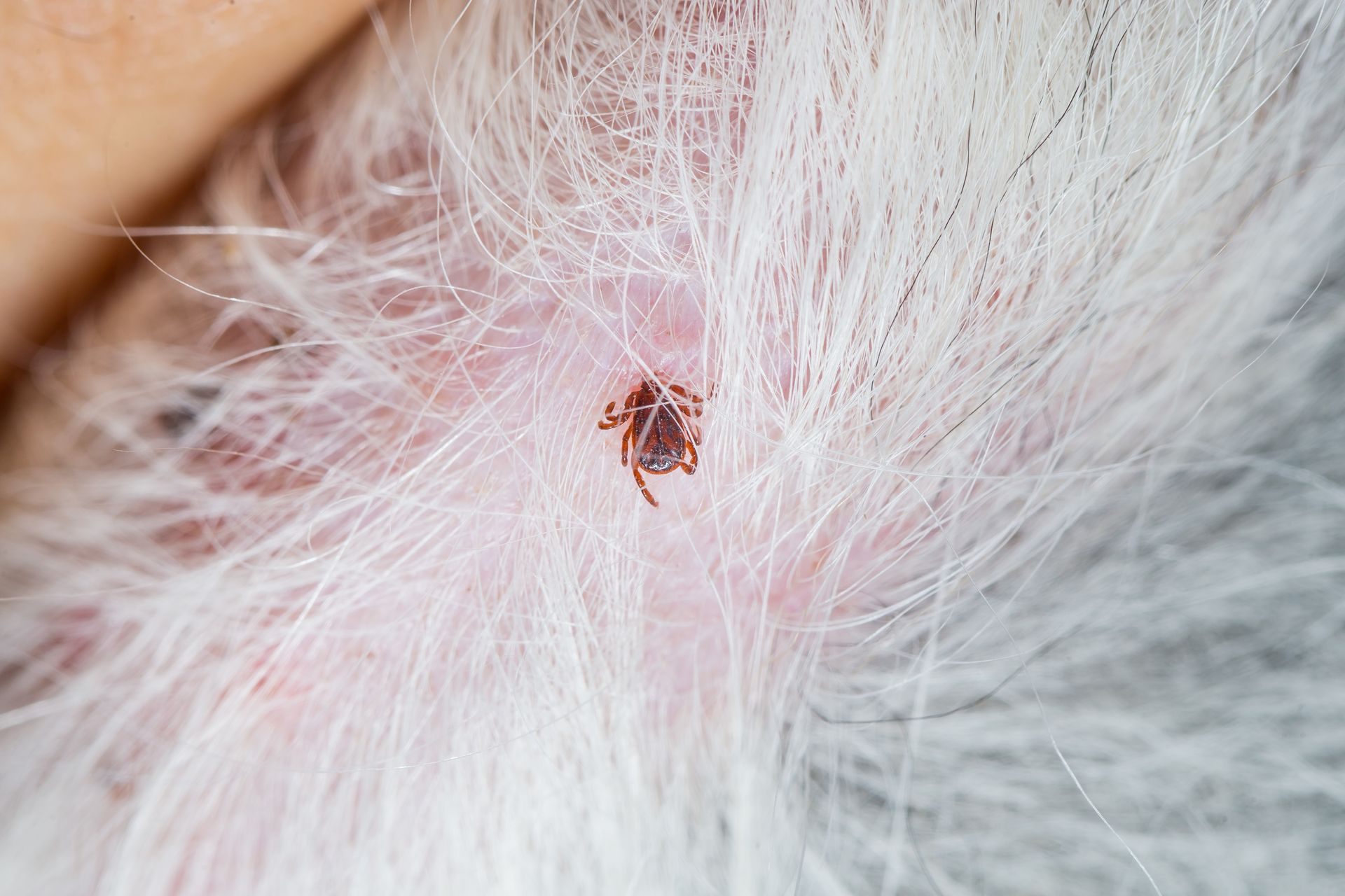 Tick And Flea Control Services