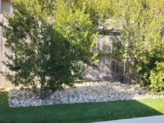 A lawn with rocks and trees in front of a house