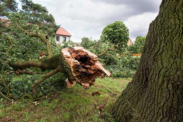 Storm Damage — Landscaping in Westbrook, ME
