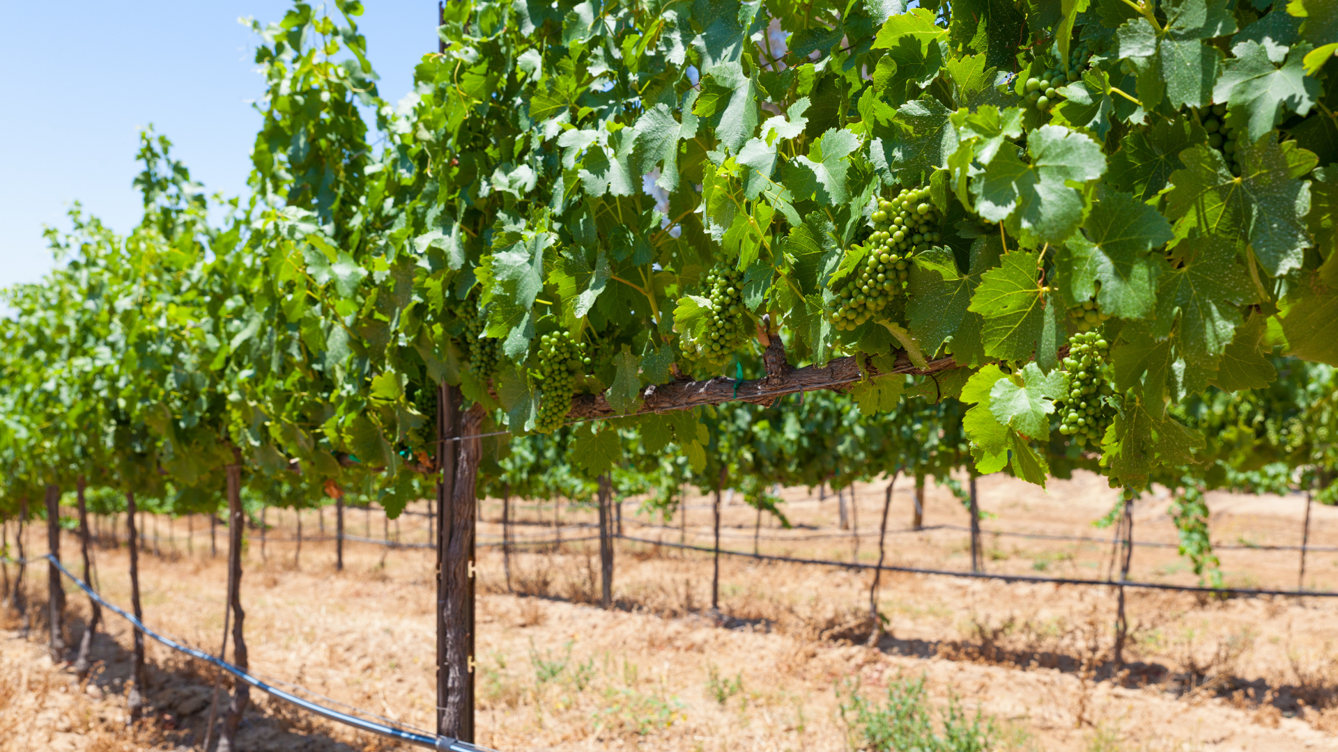 Temecula Winery