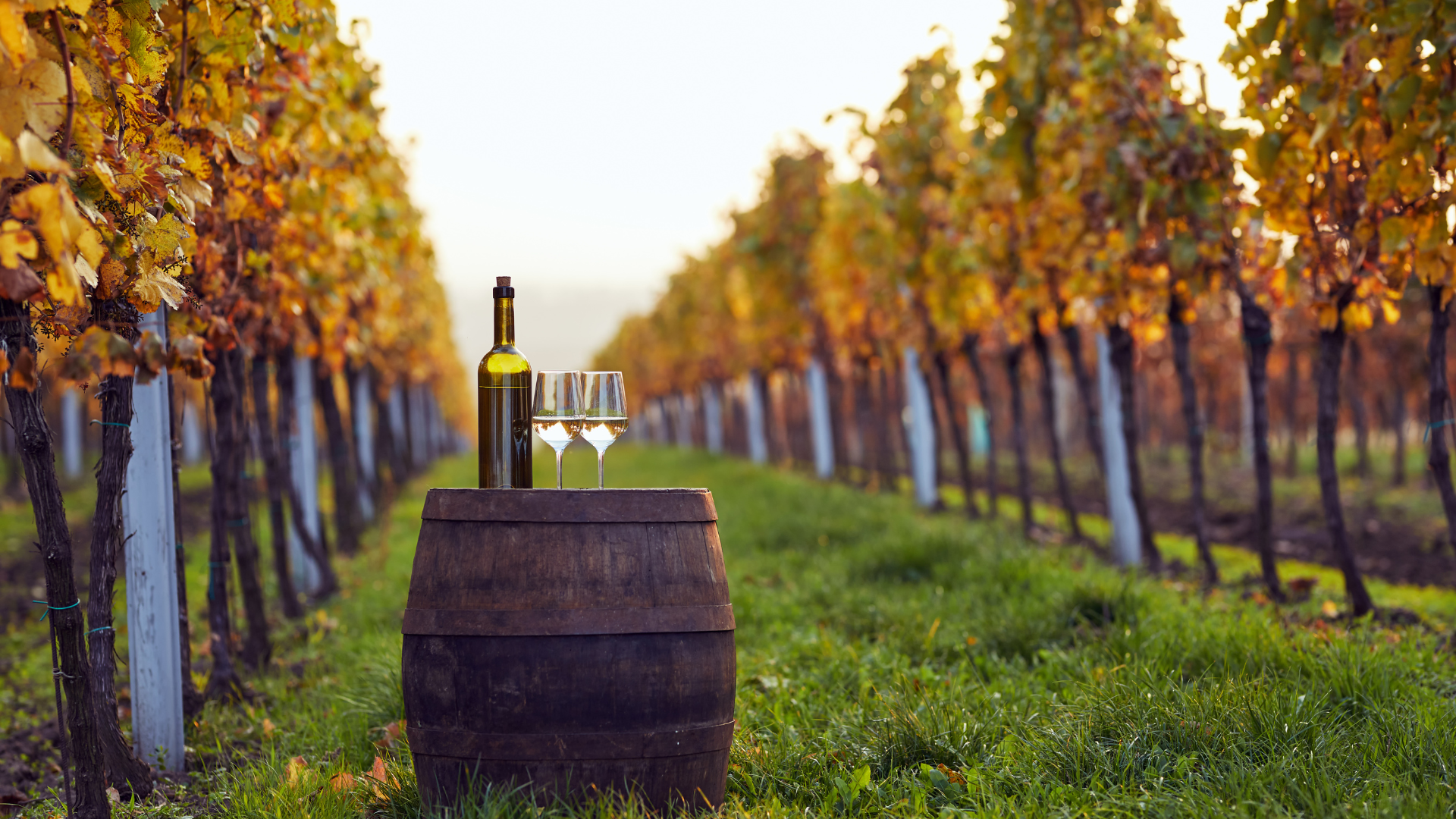 Explore the scenic wineries of Silverado Canyon and Temecula Valley for a delightful wine-tasting experience. Popular spots include Giracci Vineyards & Farms, offering a rustic ambiance perfect for relaxing, and The Orange County Wine Shop, known for its curated selections of local wines. These wineries provide not only delicious wines but also stunning views and a peaceful escape, making them ideal destinations for wine connoisseurs and casual drinkers alike.