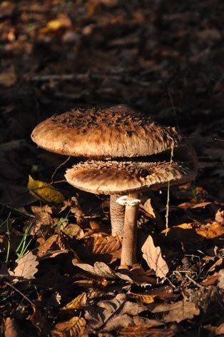 Fotografie der Künstlerin Benita von Wendt. Titel: Pilze 5. Die Fotografie zeigt, 2 Parasolpilze im Wald.