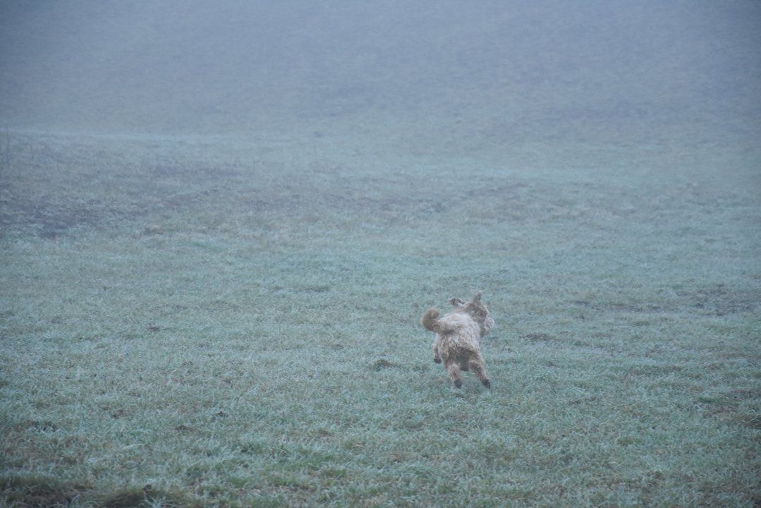 Fotografie der Künstlerin Benita von Wendt. Titel: ... irre... Die Fotografie zeigt einen kleinen Hund von hinten, bei diesigem Wetter, der über eine Wiese rennt.