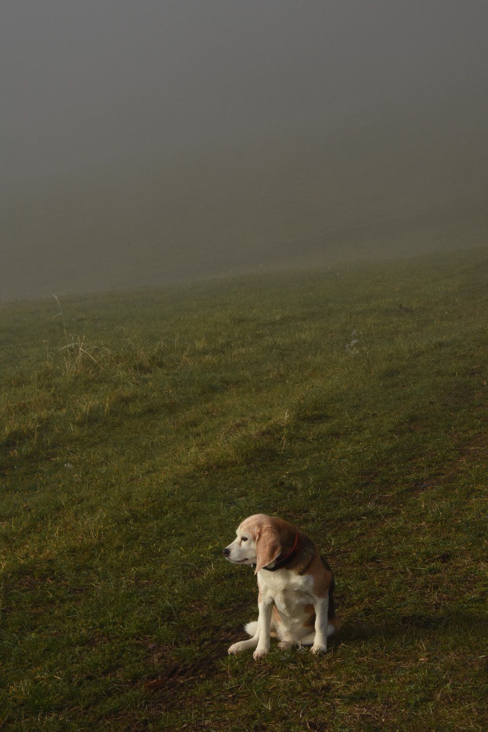 Fotografie der Künstlerin Benita von Wendt. Titel: Mieke. Die Fotografie zeigt einen kleinen Hund, der auf einem Feldweg neben grünen Wiesen sitzt. Im Hintergrund verschwindet die Landschaft in leichtem Nebel.